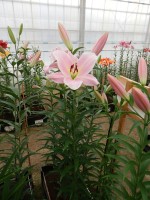 [4129 Rocelli No101.JPG]